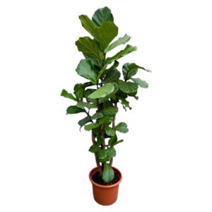 Ficus Lyrata vertakt