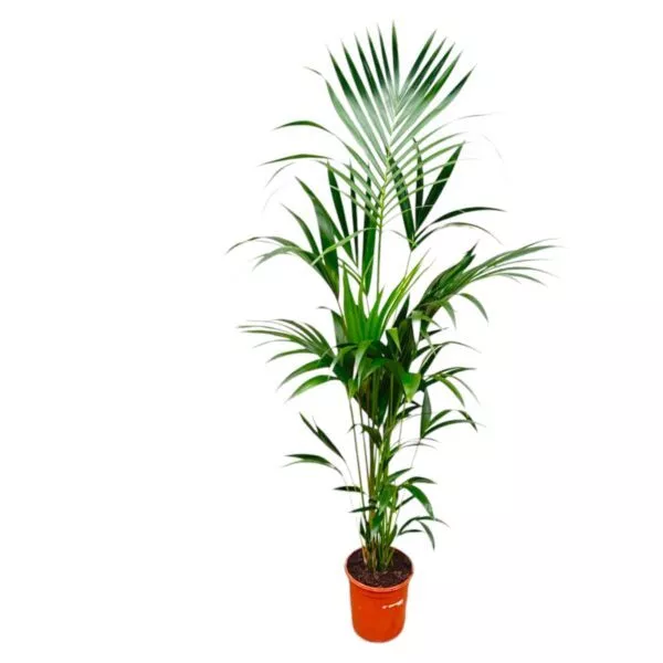 Kentia palm