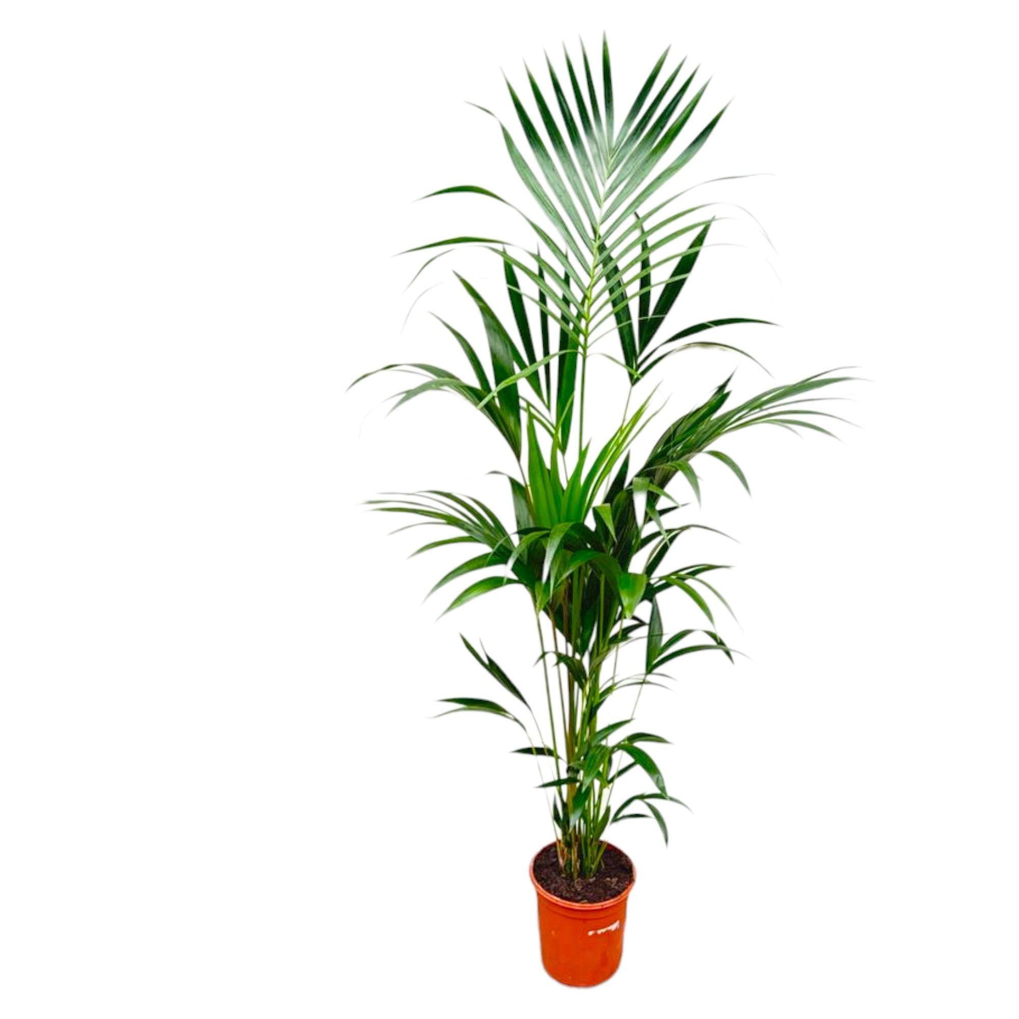 Kentia palm