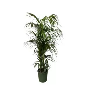 Kentia palm