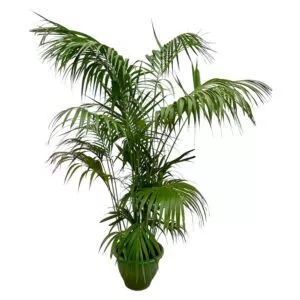 Kentia Palm