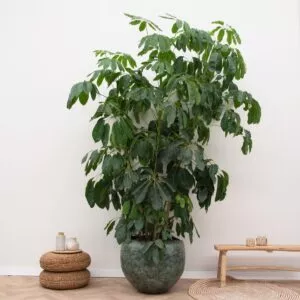 Schefflera Amate