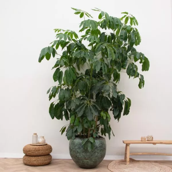 Schefflera Amate