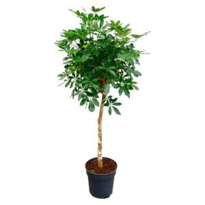 Schefflera op stam