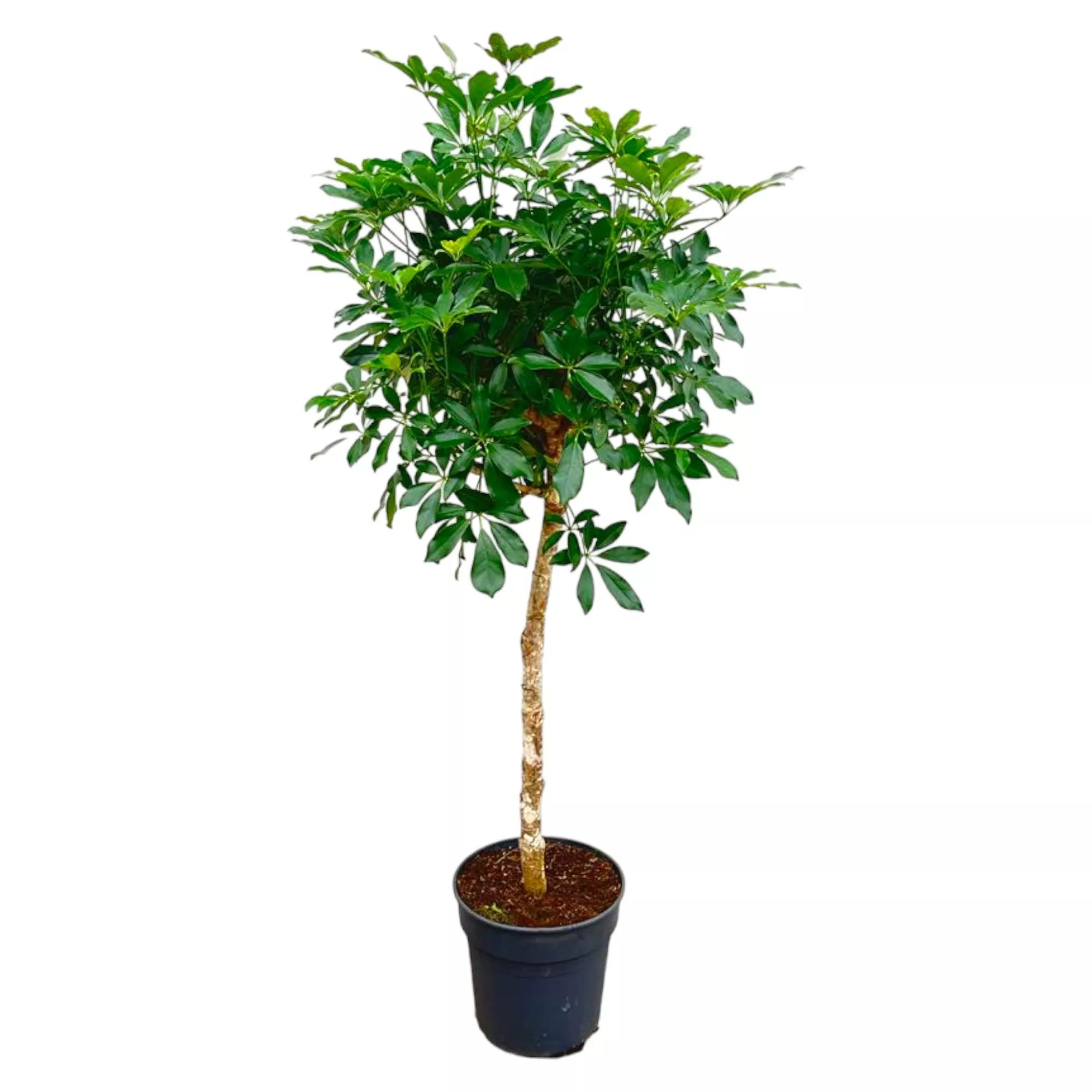 Schefflera op stam