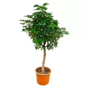 Schefflera op stam 