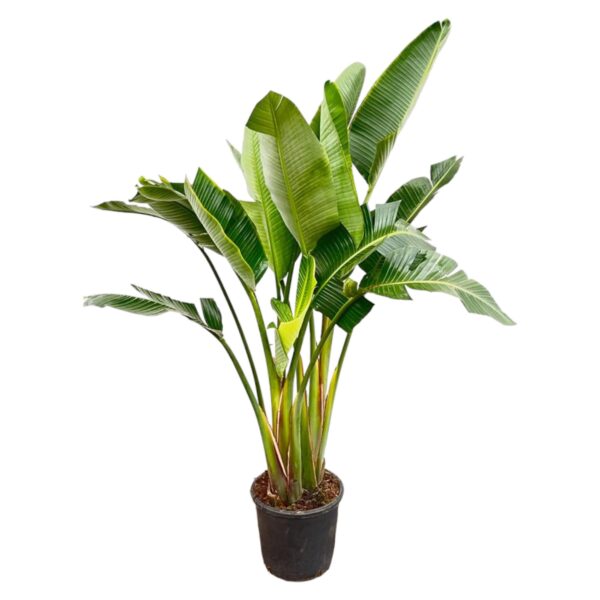 Strelitzia Augusta multi stam