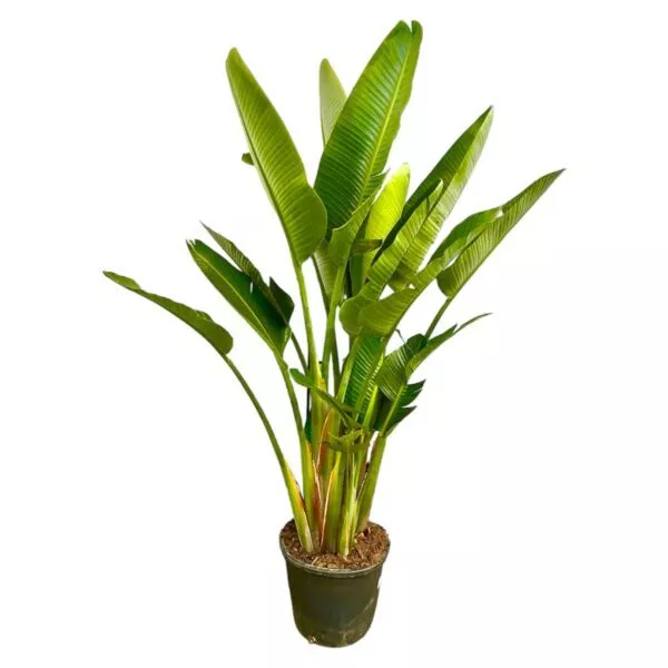 Strelitzia Augusta multi stam