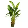 Strelitzia Augusta multi stam