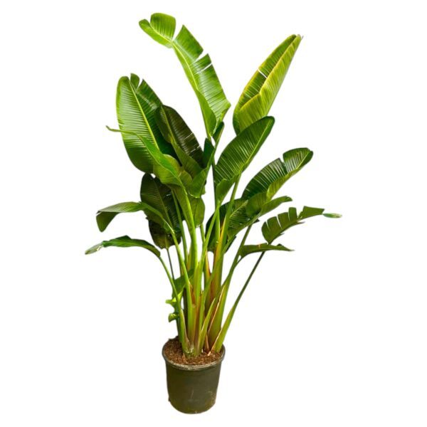 Strelitzia Augusta multi stam