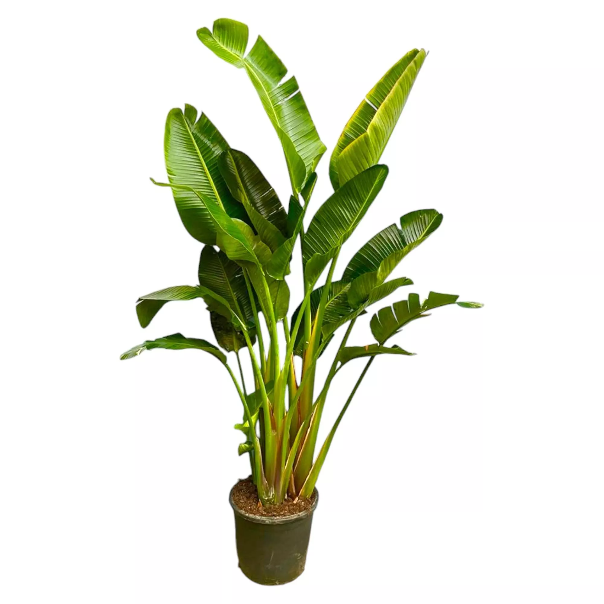 Strelitzia Augusta multi stam