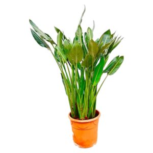 Strelitzia Reginae