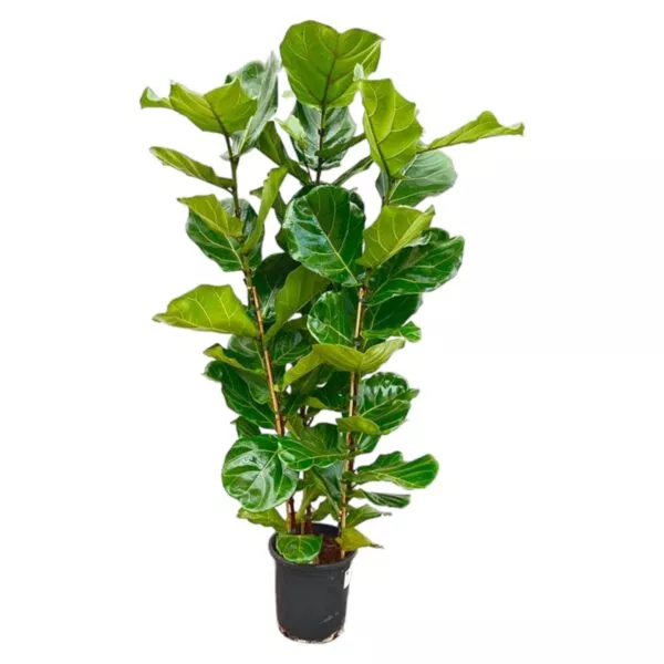 Ficus Lyrata struik