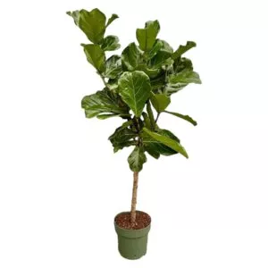 Ficus Lyrata stam