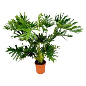 Philodendron Selloum