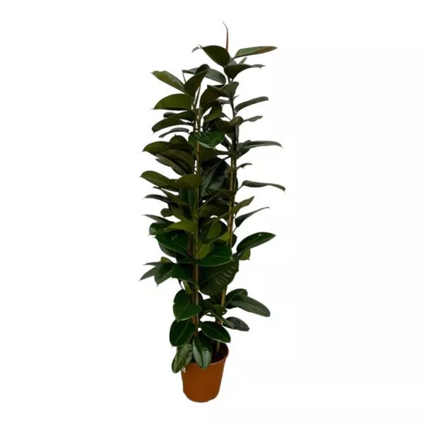 Ficus Elastica Robusta struik