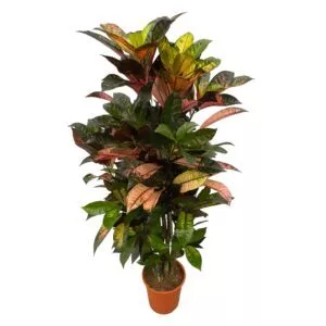 Codiaeum (Croton) Iceton vertakt