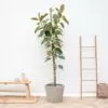 Ficus Tineke Op Stam