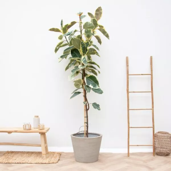 Ficus Tineke Op Stam