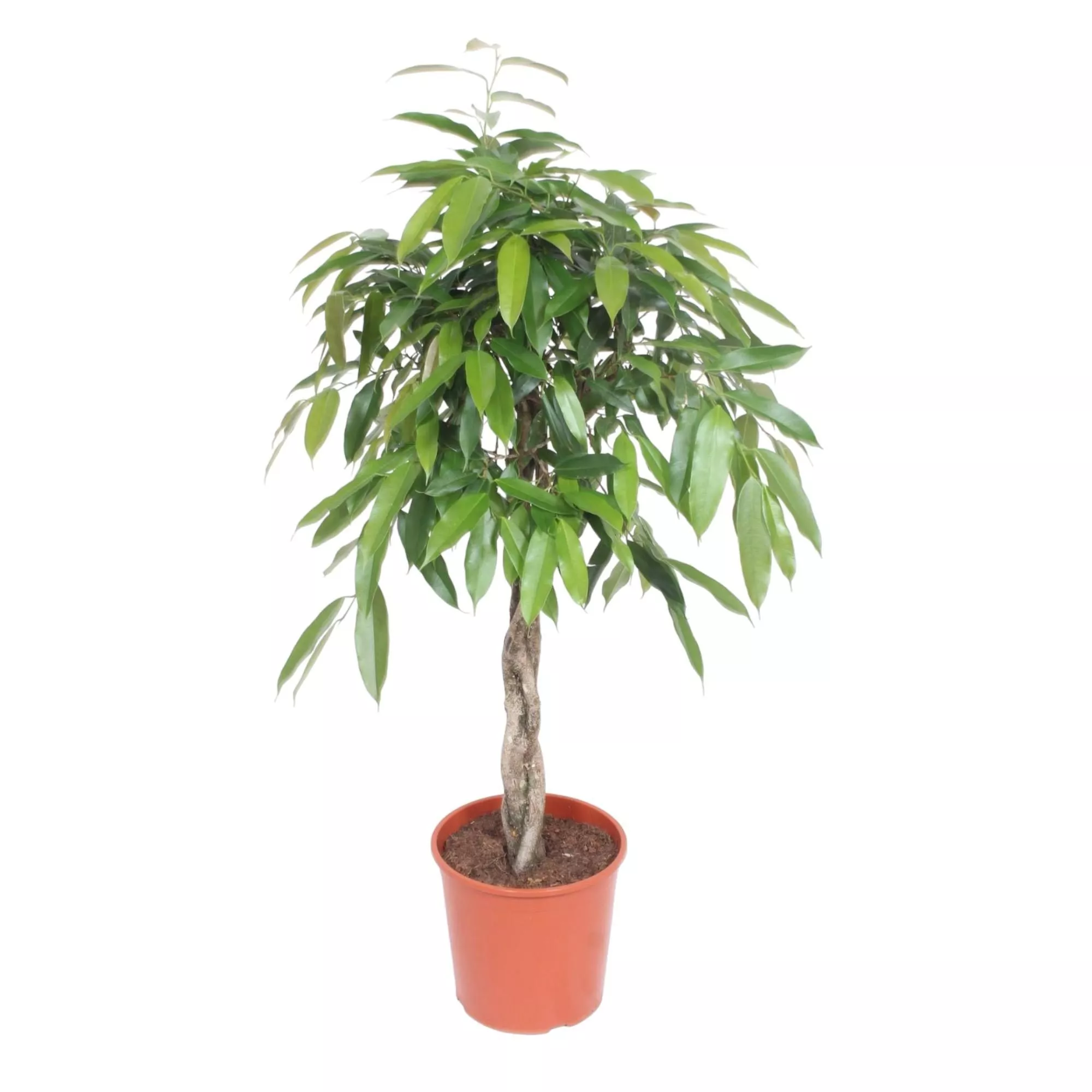 Ficus Amstel King  