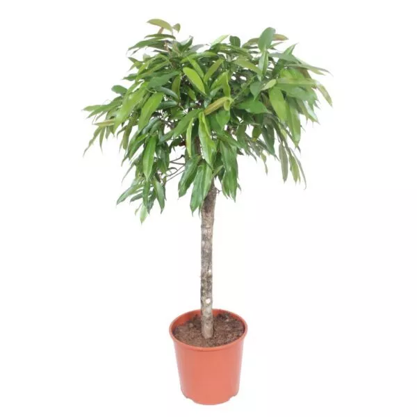 Schefflera Arboricola Compacta gevlochten stam