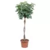 Schefflera Arboricola Compacta gevlochten stam
