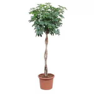 Schefflera Arboricola Compacta gevlochten stam