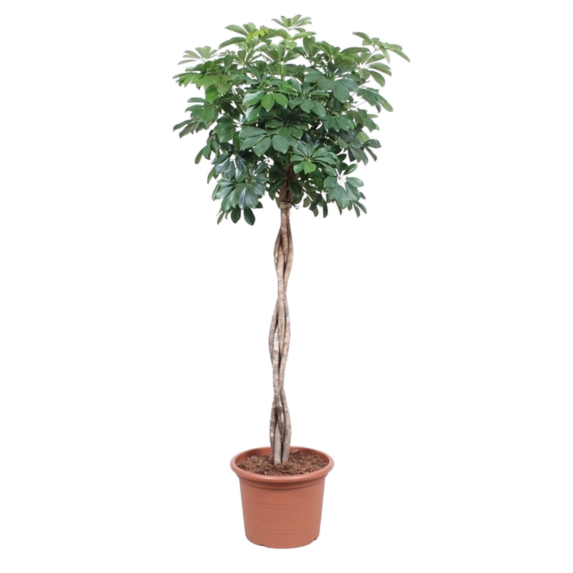 Schefflera Arboricola Compacta gevlochten stam