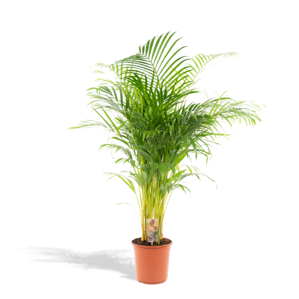 Dypsis Lutescens (Areca Palm) - 130 cm - ø24