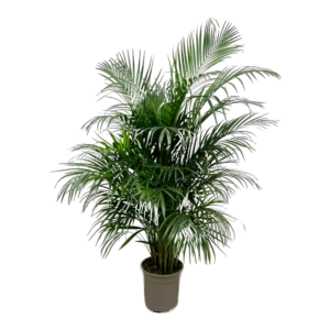 Dypsis Lutescens (Areca palm)