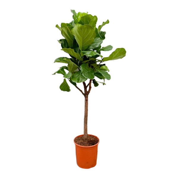 Ficus Lyrata boom