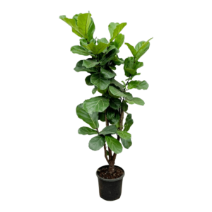 Ficus Lyrata vertakt