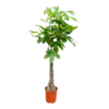 Pachira Aquatica