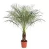 Phoenix Roebelenii