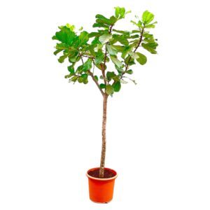 Ficus Lyrata boom