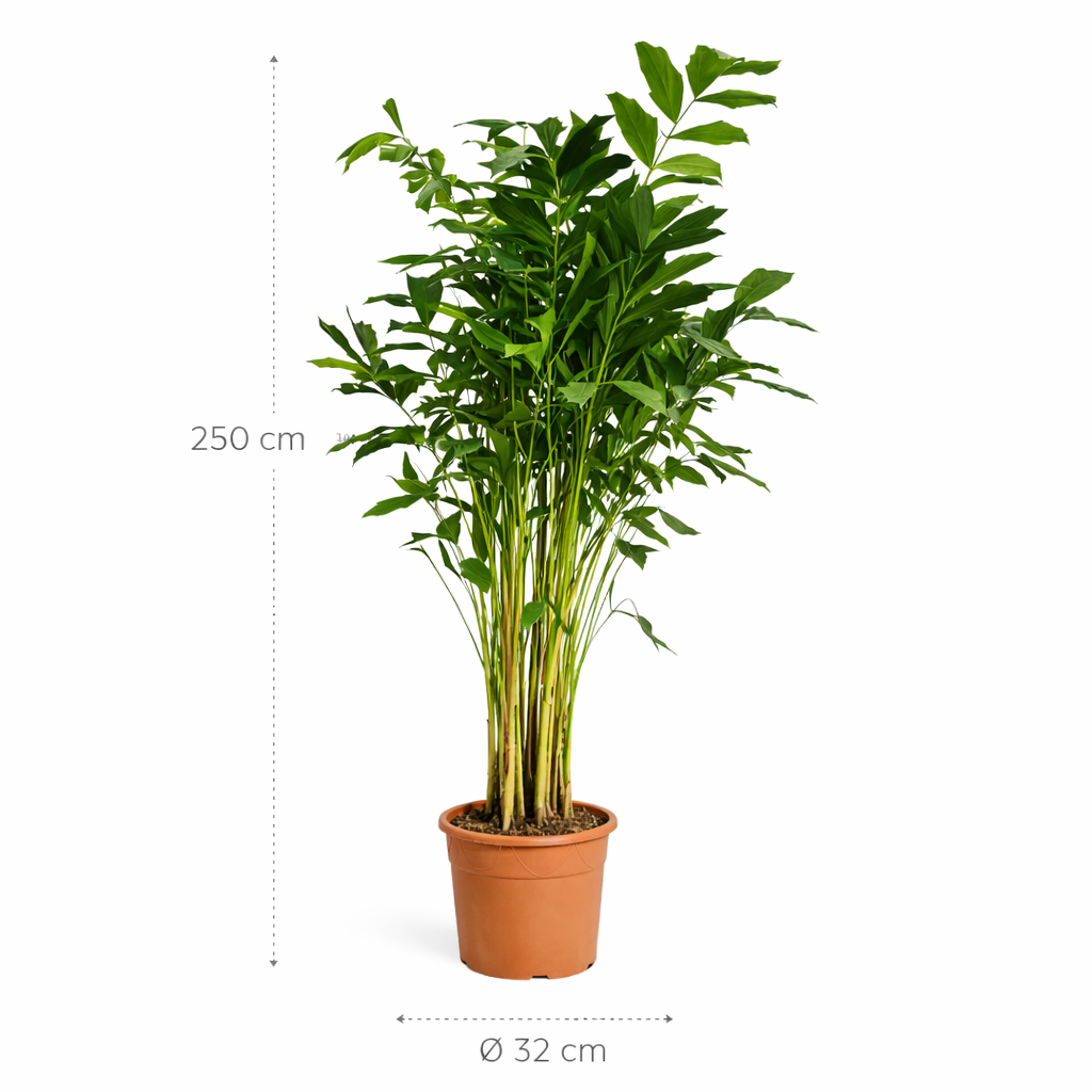 Caryota Mitis – 250 cm