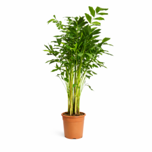 Caryota Mitis – 250 cm_main