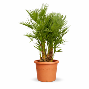 Chamaerops Humilis multi stam – 210 cm