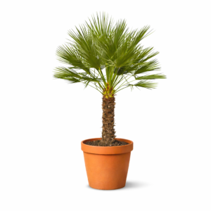 Chamaerops Humilis op stam – 150 cm