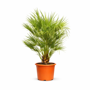 Chamaerops Humilis struik – 170 cm