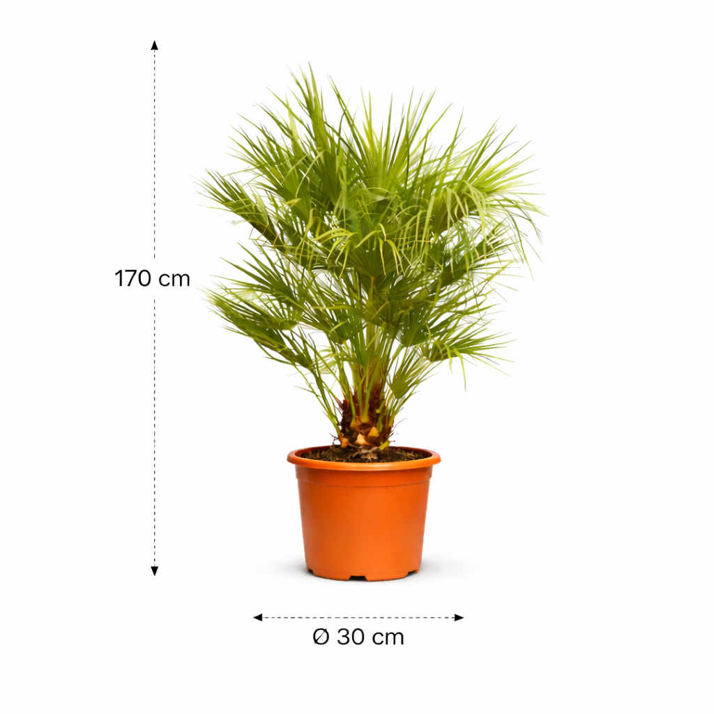 Chamaerops Humilis struik – 170 cm_lijn