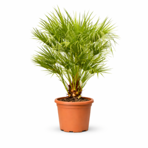 Chamaerops Humilis – 150 cm