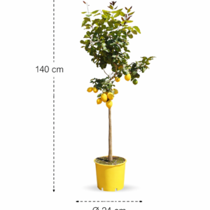 Citroenboom (Citrus Limonia) - 140 cm - ø24 cm