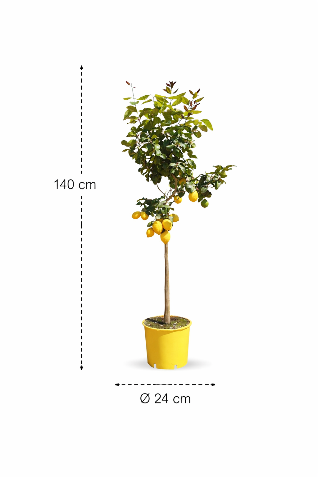 Citroenboom (Citrus Limonia) - 140 cm - ø24 cm