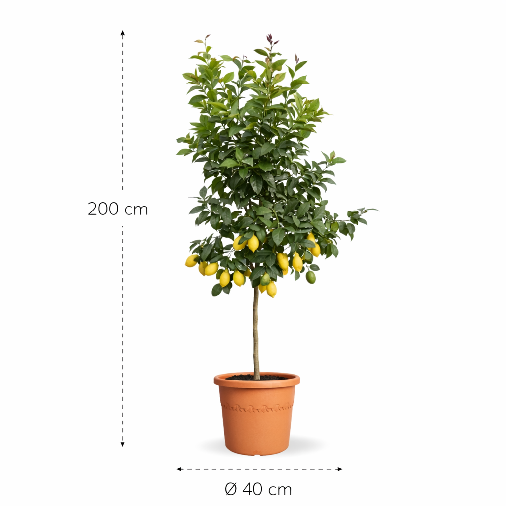 Citroenboom (Citrus Limonia) - 200 cm - ø40 cm