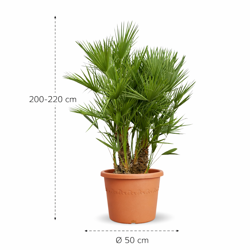 Chamaerops Humilis multi stam - 200 cm -220 cm - ø45 cm