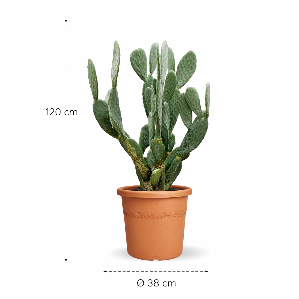 Opuntia Ficus Indica - 120 cm - ø50 cm