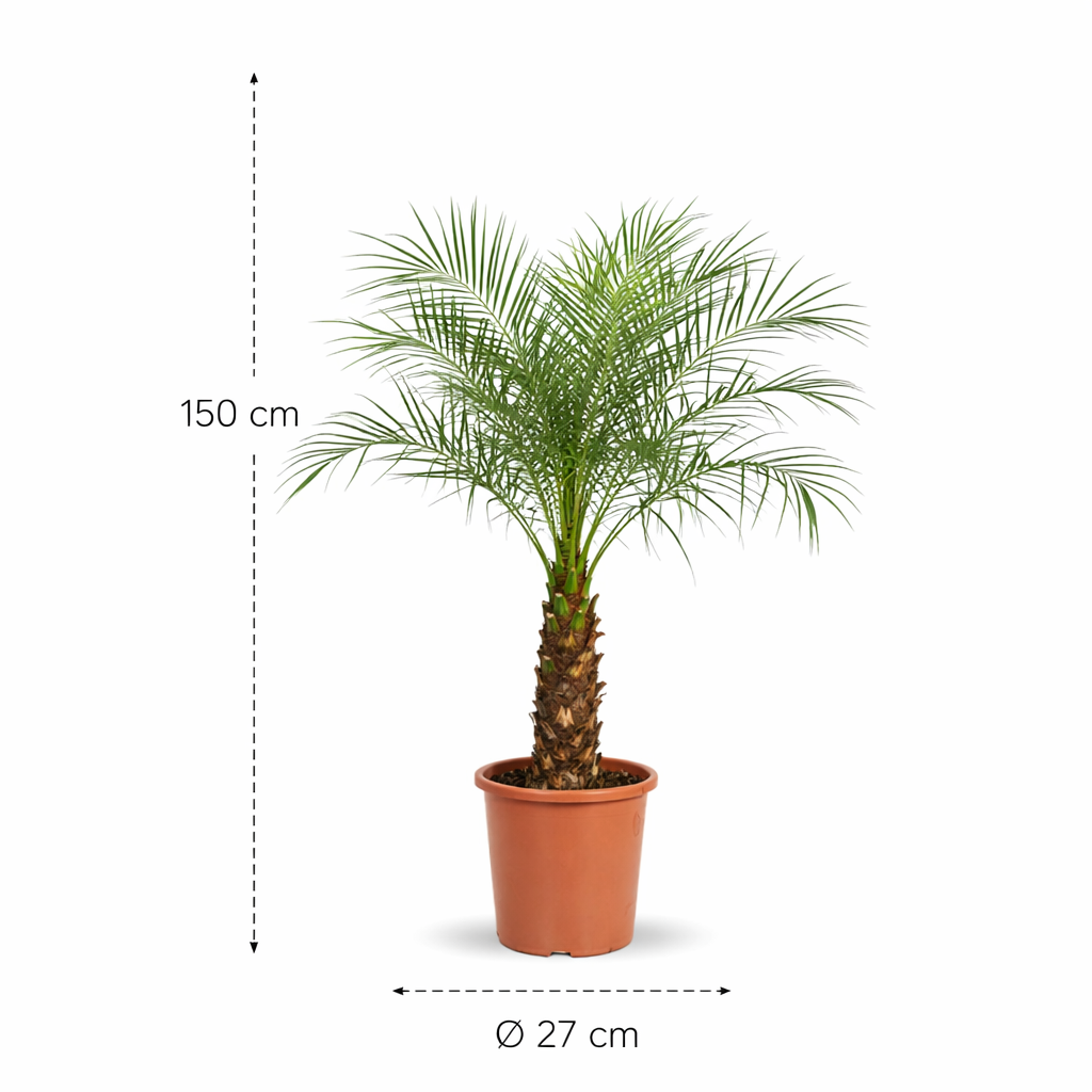 Phoenix Roebelenii - 150 cm - ø27 cm