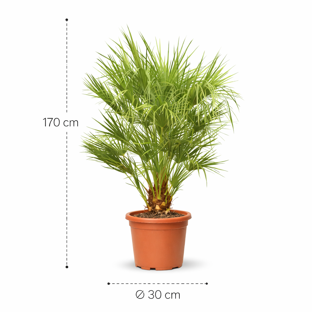 Chamaerops Humilis – 150 cm