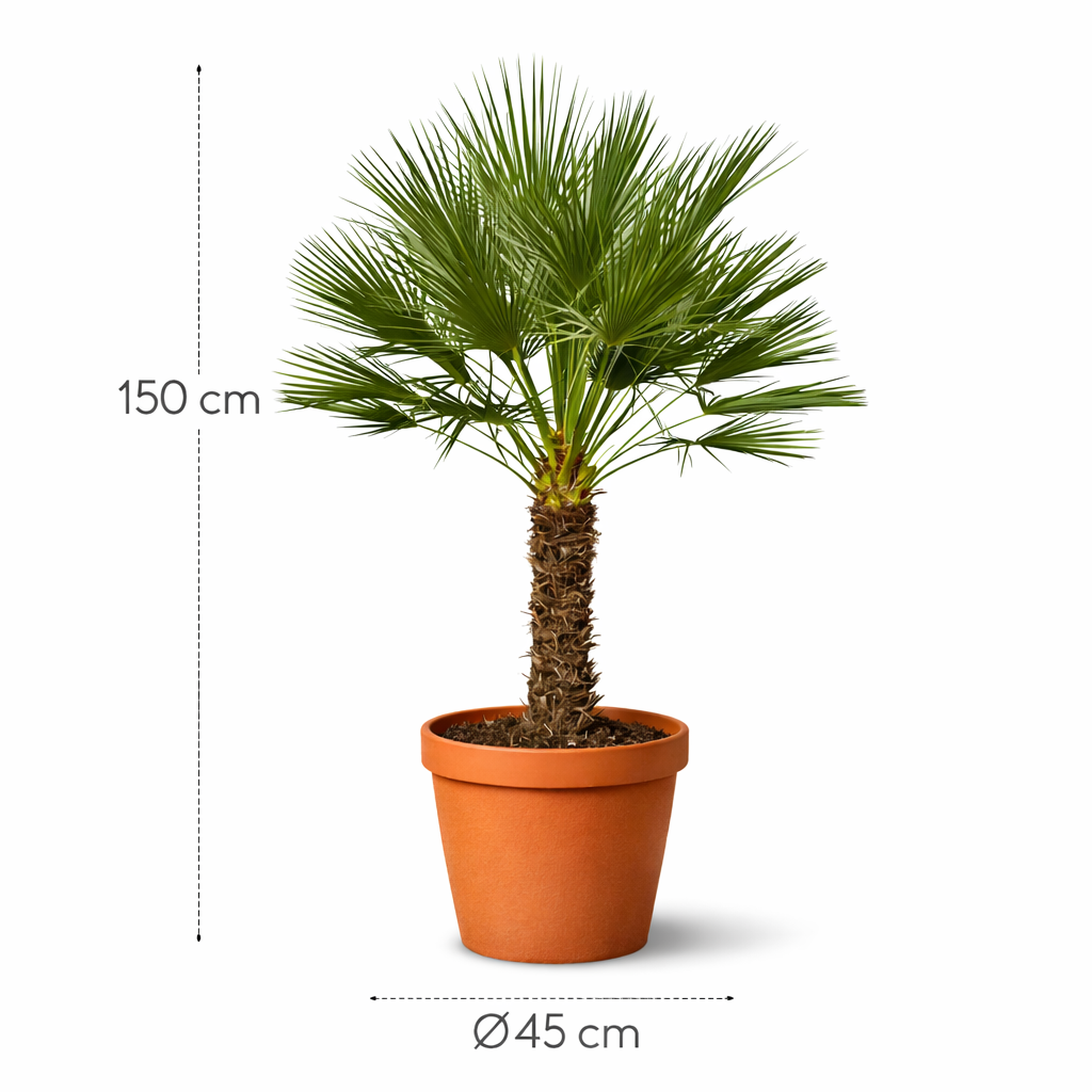 Chamaerops Humilis op stam – 150 cm